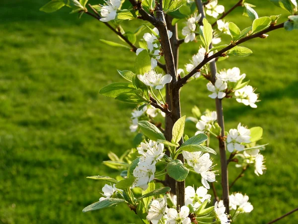 Bonita flor de cerezo en verano —  Fotos de Stock