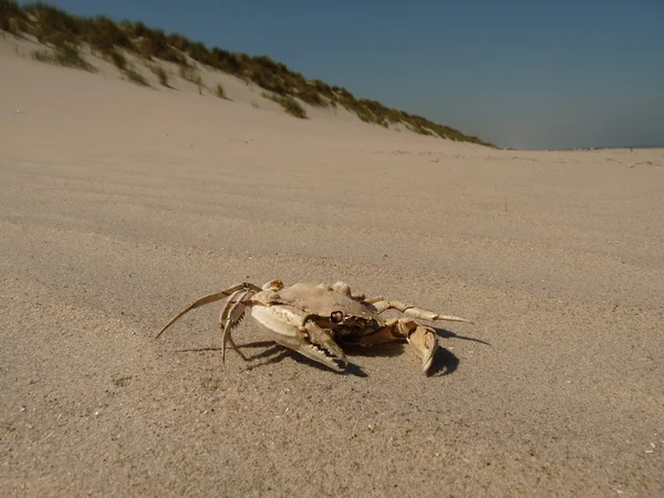 死蟹在海滩上 — 图库照片