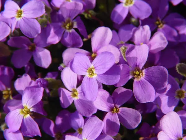 Een mooie bloem bloeien — Stockfoto