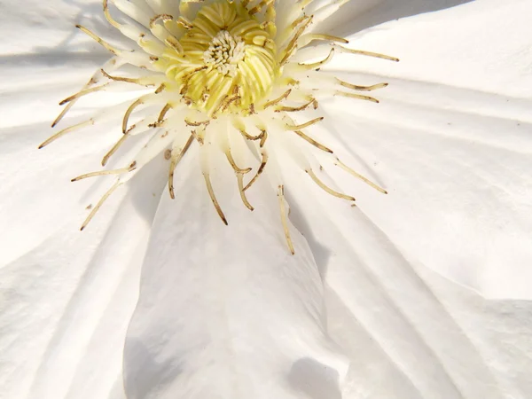 stock image A nice flower bloom