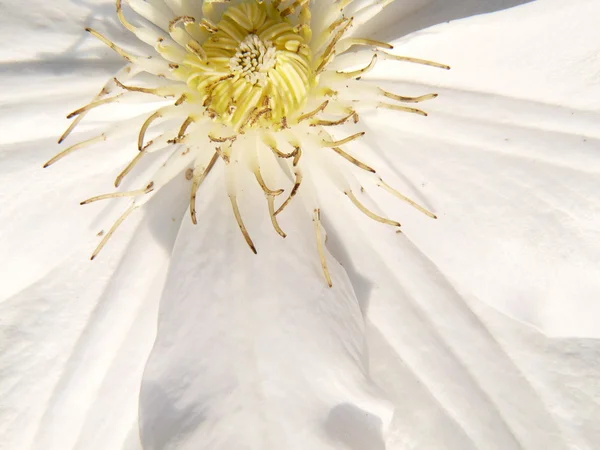 Uma flor bonita florescer — Fotografia de Stock