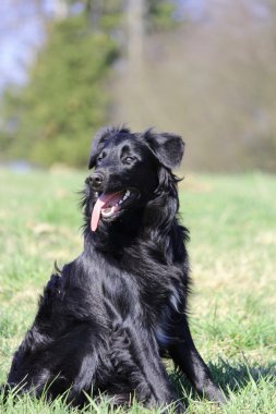 güzel genç kenar kömür ocağı köpek çim