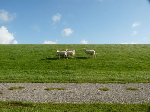 stock image North sea dam in holland