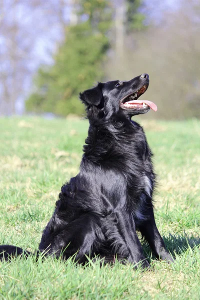 Un perro collie fronterizo joven agradable en la hierba —  Fotos de Stock