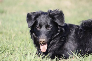 güzel genç kenar kömür ocağı köpek çim