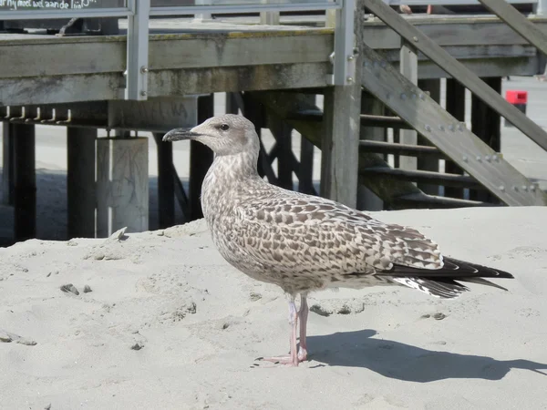 Красивая чайка на пляже — стоковое фото
