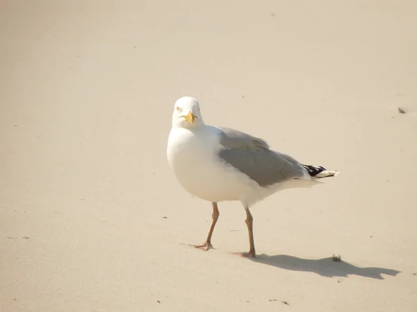 好海鸥在海滩 — 图库照片