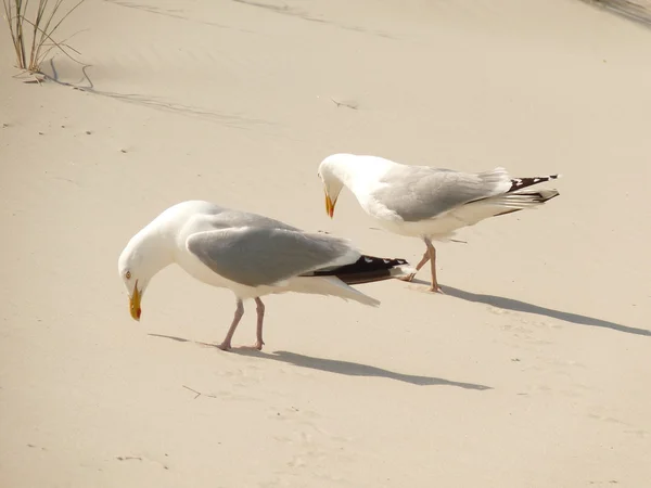 Ładne mewa na plaży — Zdjęcie stockowe