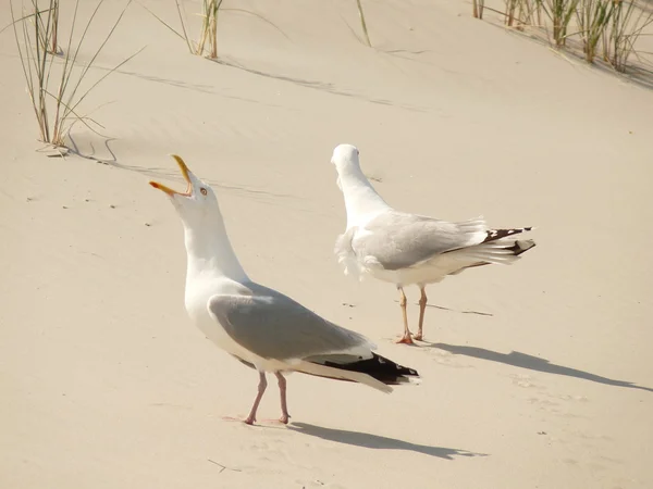Nice seagull at the beach — Stock Photo, Image