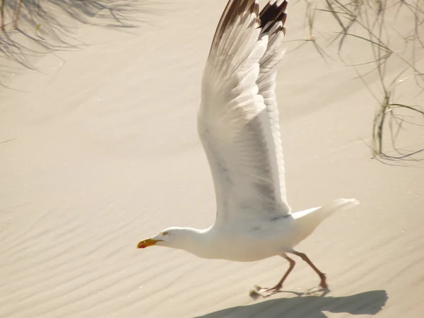 Красивая чайка на пляже — стоковое фото