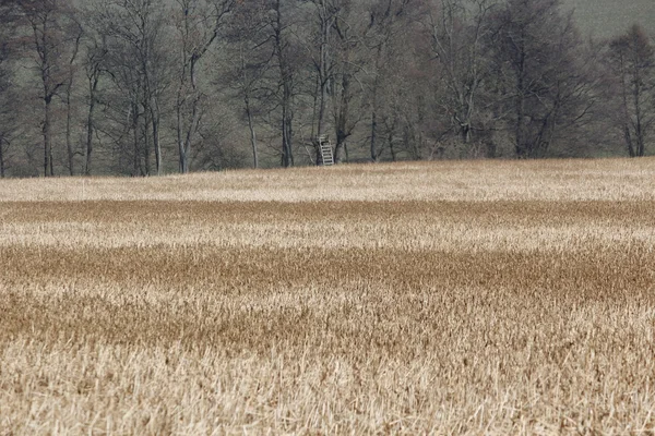 Un campo de maíz de agricultores en Alemania — Foto de Stock