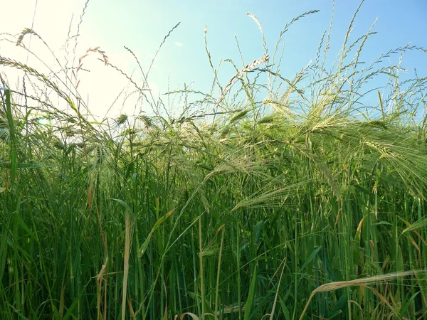 Ein Maisfeld für Bauern in Deutschland — Stockfoto