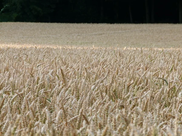 독일에서 농민 옥수수 밭 — 스톡 사진