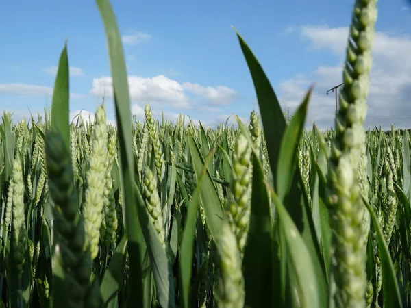 En jordbrukare majsfält i Tyskland — Stockfoto