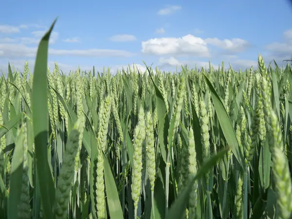 Un campo de maíz de agricultores en Alemania —  Fotos de Stock