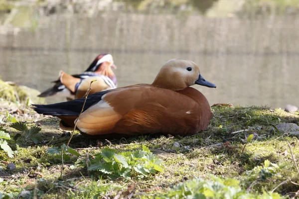 Un buen pato en un estanque en Alemania — Foto de Stock