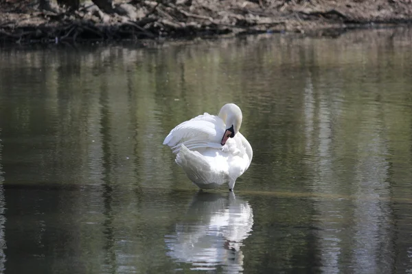 O lebădă albă frumoasă — Fotografie, imagine de stoc