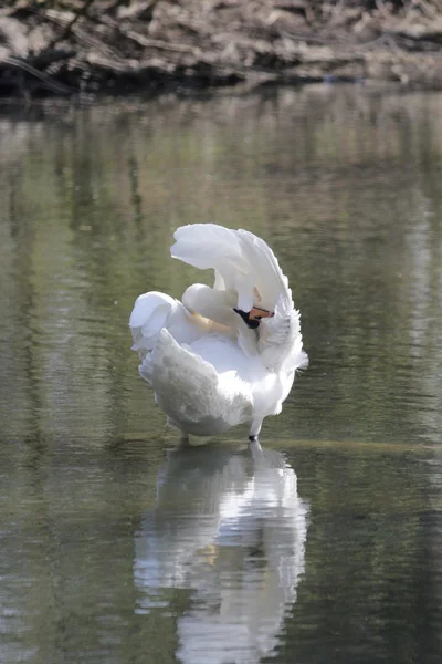 Un bel cigno bianco — Foto Stock