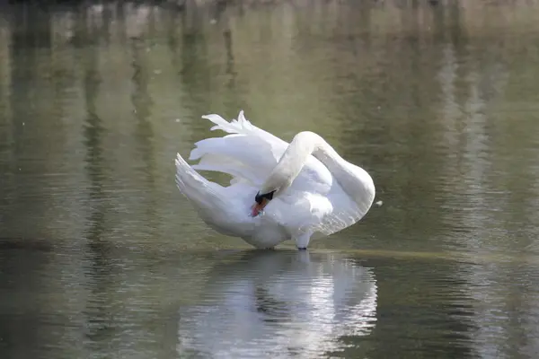 Ein schöner weißer Schwan — Stockfoto