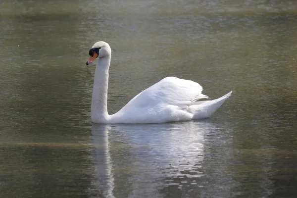 Un bonito cisne blanco —  Fotos de Stock