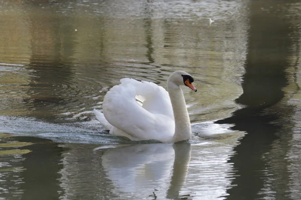 Un bonito cisne blanco — Foto de Stock