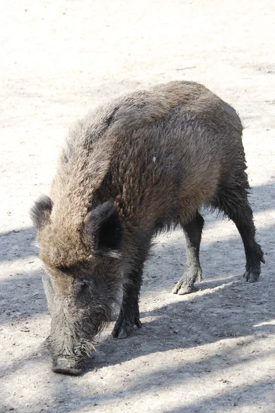 Ormandaki bir yaban domuzu — Stok fotoğraf