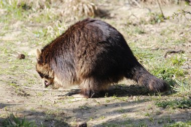 tatlı bir rakun yem arama