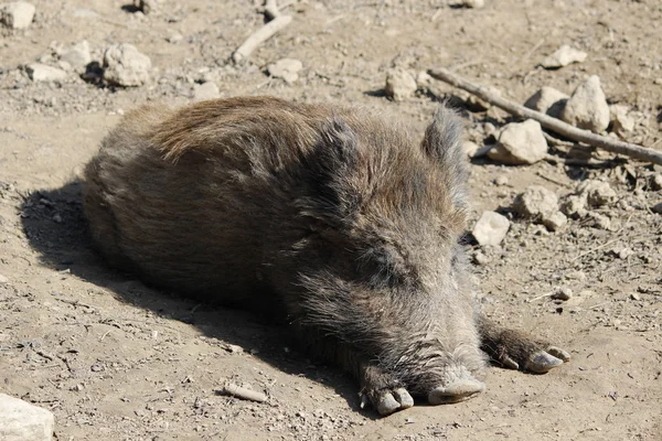 Ormandaki bir yaban domuzu — Stok fotoğraf