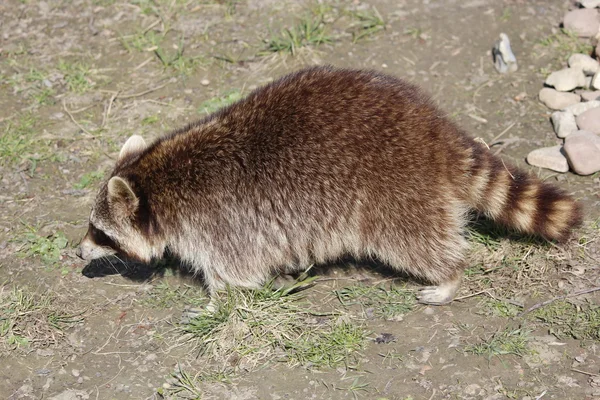 Un mapache dulce en búsqueda de alimento — Foto de Stock