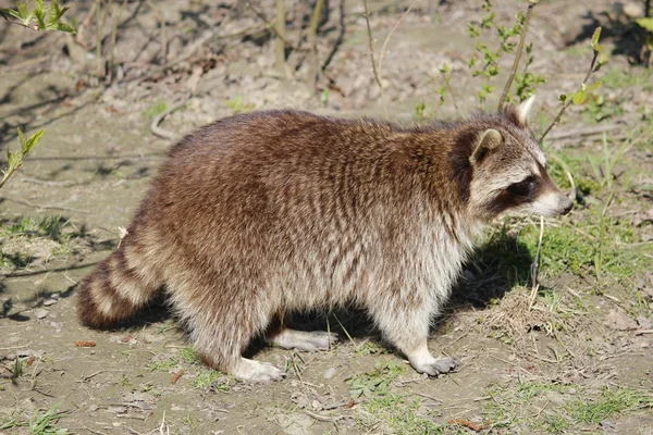 Un mapache dulce en búsqueda de alimento —  Fotos de Stock