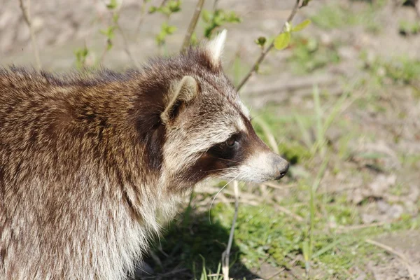 Un mapache dulce en búsqueda de alimento — Foto de Stock