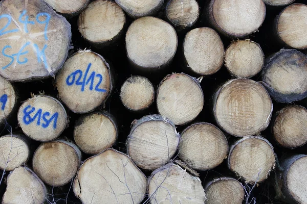 Firewood na floresta alemã — Fotografia de Stock