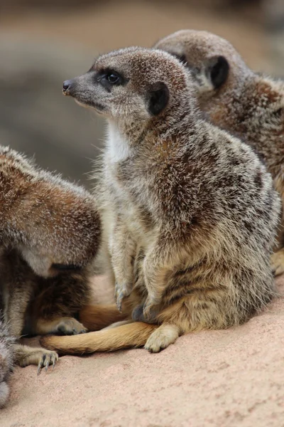 Liten familj av afrikanska meerkats — Stockfoto