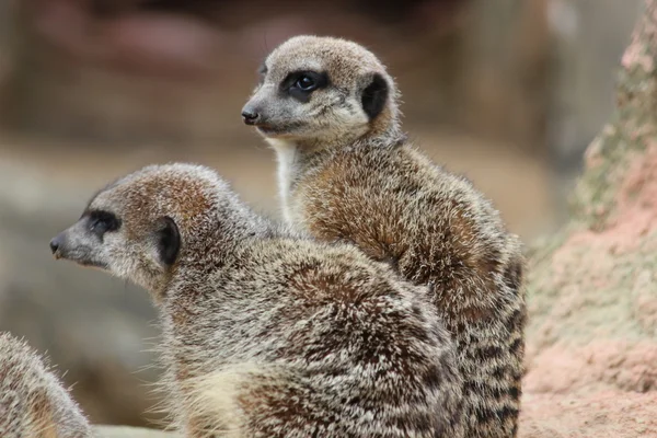 Piccoli suricati africani — Foto Stock