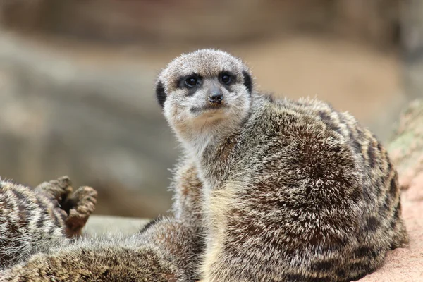 Kleine, Afrikaanse stokstaartjes — Stockfoto