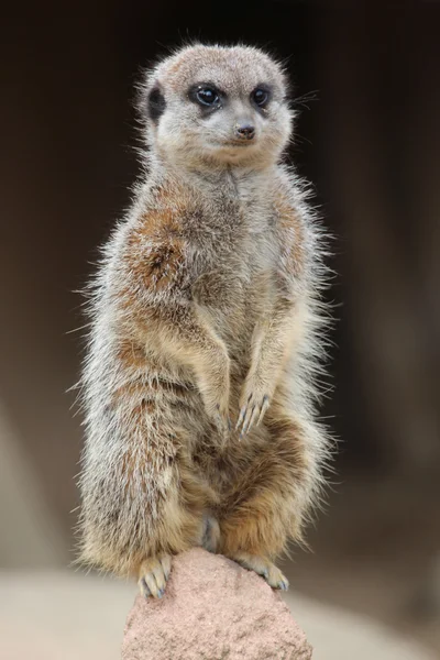 Pequeños suricatas africanos —  Fotos de Stock