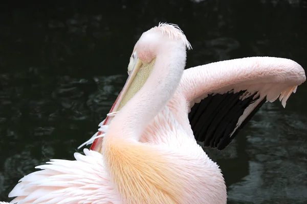 En vacker Pelikan — Stockfoto