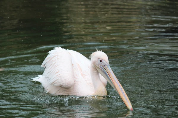 A beautiful pelican — Stock Photo, Image