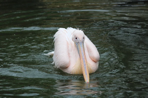 Een mooie pelikaan — Stockfoto