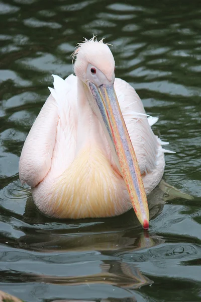 Een mooie pelikaan — Stockfoto