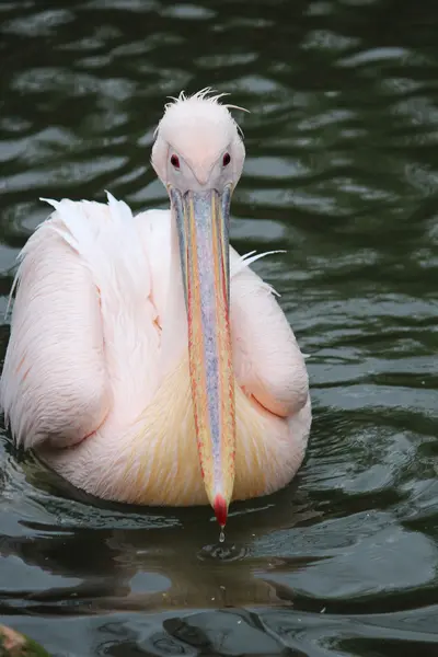 A beautiful pelican — Stock Photo, Image