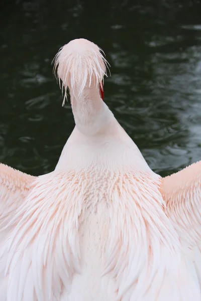 Красиві Пелікан — стокове фото