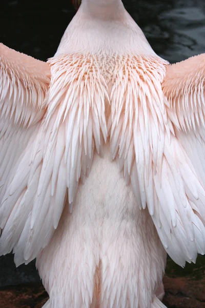 Um belo pelicano — Fotografia de Stock