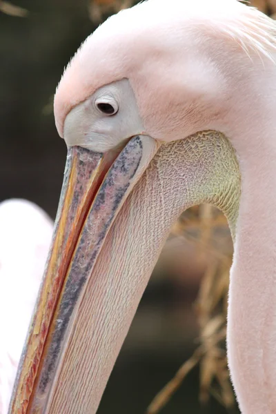 Прекрасный пеликан — стоковое фото