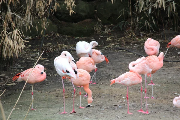 Beautiful flamingos — Stock Photo, Image