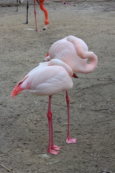 Schöne Flamingos — Stockfoto
