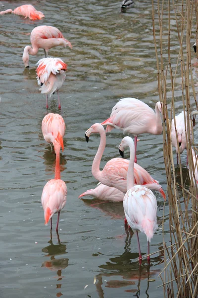 Gyönyörű flamingók — Stock Fotó