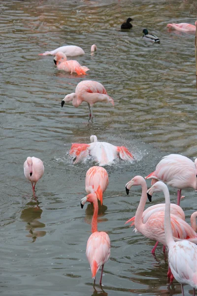 Mooie Flamingo 's — Stockfoto