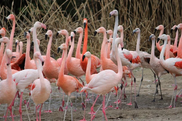 Красивые фламинго — стоковое фото