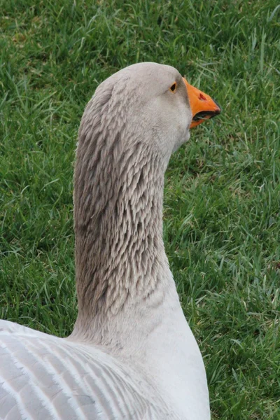 A goose — Stock Photo, Image